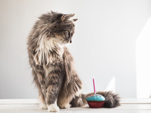 Cute, Fluffy, Gray Kitten And A Festive Cupcake With One Candle On A White, Isolated Background. Celebrating The Birthday Of Your Pet. Caring For Animals
