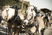 Brown Horses With Blond Manes Carrying A Horse Carriage Of The Opening Procession Of A Bavarian Beerfest, A Festival Fair Through The Streets