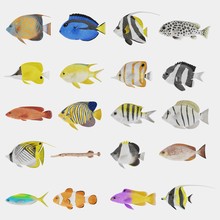 Realistic 3D Render Of Tropical Fish Collection