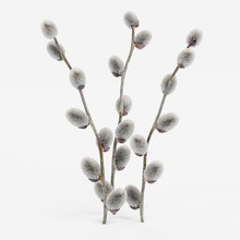 Realistic 3D Render Of Willow Catkins