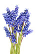 A small bunch of tender blue spring April hyacinths of Muscari.