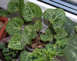 Rosette of cyclamen persicum growing indoors on window sill, popular houseplant with beautiful flowers