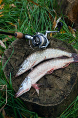 Freshwater pike fish lies on a wooden hemp and fishing rod with reel..