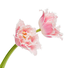 Wall Mural - tulips