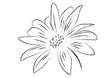 Gerbera flower black and white isolated vector illustration, abstract gerbera flower vector illustration, floral natural styled flower sample
