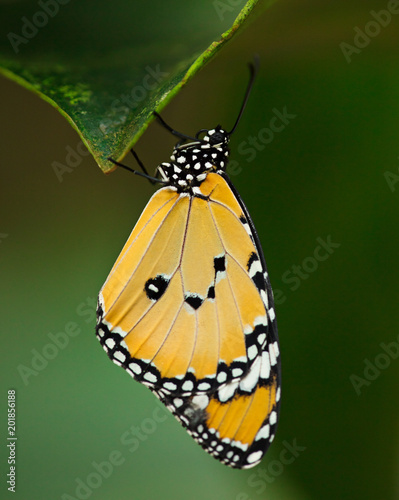 Fotografie, Obraz Beautiful Plain Tiger butterfly (Danaus chrysippus) perching on flower