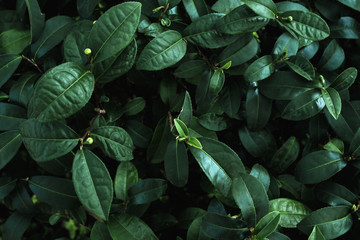 Green leaves of plant in color tone dark. Green nature background concept