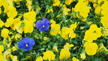Closeup Shot Of Odd Two Blue Pansy (Viola, Or Violet) Flowers Amongst A Group Of Yellow Pansy Flowers (Selective Focus).  The Concept Art  Of Uniqueness For Background, Backdrop, Or Wallpaper.