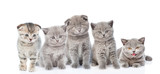 Fototapeta Koty - large group of cats. isolated on white background