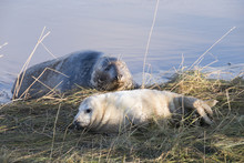 Grey Seal Pup & Mother At Donna Nook