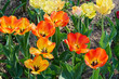 Nahaufnahme von Tulpen im Blumengarten