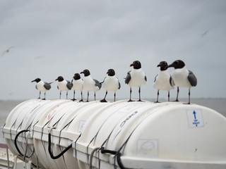 Seagulls