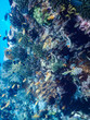 Unterwasserwelt auf Leyte