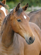 Head Shot of a Bay Yearling
