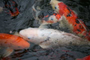 Japanese Koi Carp