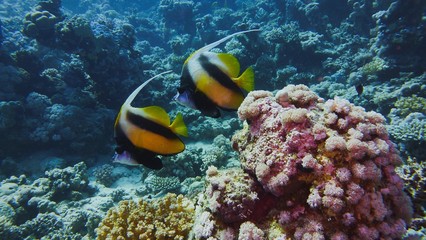 Beautiful  coral reef, colorful underwater scenery