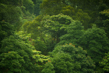Jungle Forest, China