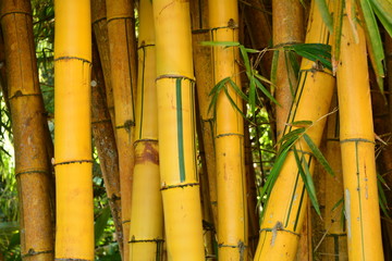 brasilian bamboo green and yellow