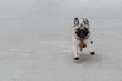 Happy cute pug dog running and smile