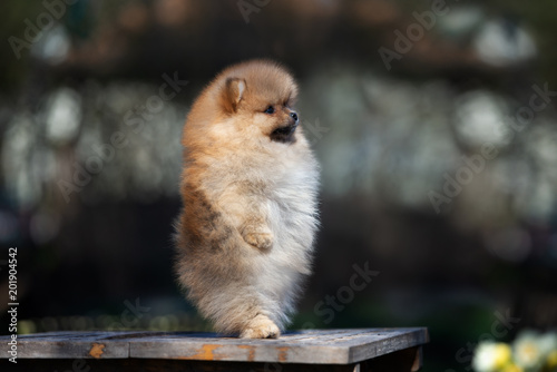 funny pomeranian pictures