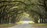 Fototapeta  - Dramatic canopy of oaks over dirt road in Savannah, Georgia, USA