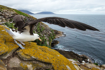 Wall Mural - close-up of a black-browed albatross with spreaded wings