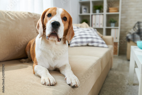 Fotografia Calm clever old Beagle dog lying on comfortable sofa and looking at camera in li