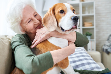cheerful retired senior woman with wrinkles smiling while embracing her beagle dog and enjoying time