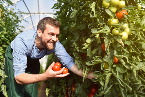 Fotografie, Obraz glücklicher Bauer im Gewächshaus mit reifen roten Tomaten bei der Ernte // happy