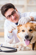 © Elnur - Doctor examining golden retriever dog in vet clinic