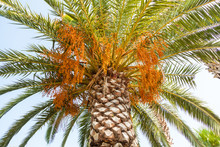 Palm Tree With Orange Fruit In Marmaris