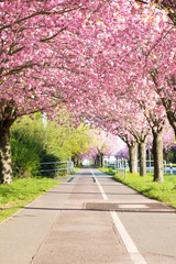 Wall Mural - Kirschblüte - Sakura mit Radweg