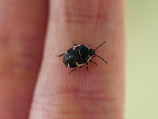 black bug crawling on a hand