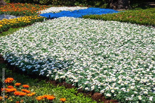 Zdjęcie XXL Kwietnik z białymi i niebieskimi kwiatami