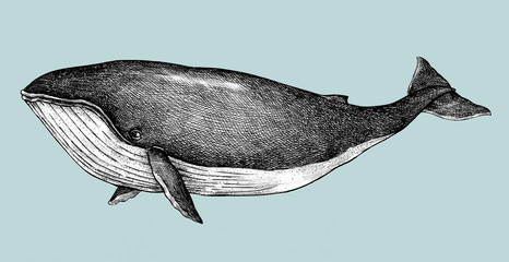 hand drawn blue whale retro style