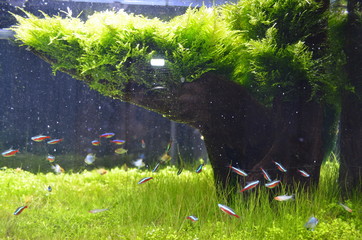 fish tank Moss tree and  Neon tetra