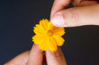 Close up woman hand tears off petals of yellow daisy flower on black background.