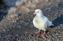 Beautiful White Dove Sitting On The Ground And Looking At The Camera