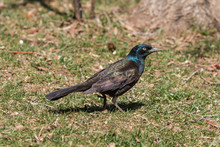 A Common Grackle Male Scavenging For Food On A Backyard Lawn In Early Spring.