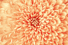 Chrysanthemum Red White Flower Closeup. Macro. It Can Be Used In Website Design And Printing. Also Good For Designers.