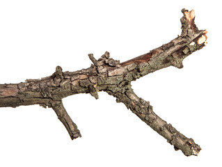 dry branch of apricot tree. isolated on white background