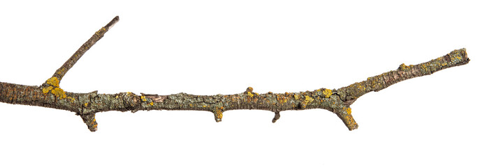 dry branch of apricot tree. isolated on white background