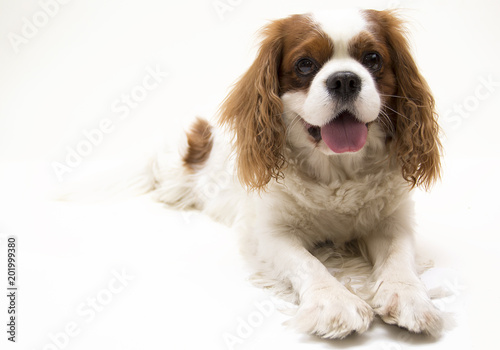Fotomural Dog Cavalier King Charles Spaniel on white