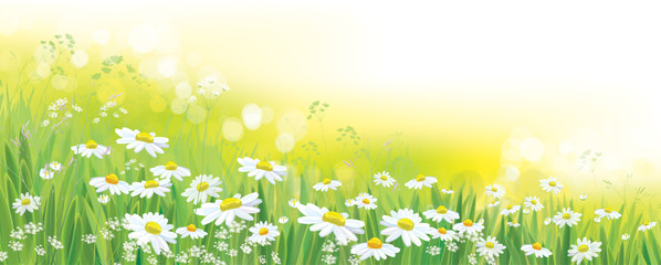 Wall Mural - vector nature background, daisy flowers field.