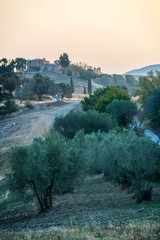 Wall Mural - summer landscape at sunrise in tuscany, italy