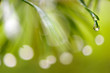 Raindrops on pine needles