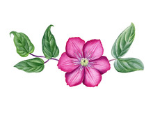 Clematis Pink Flower. Watercolor Hand Painted Pink Clematis Flower. Botanical Illustration Canbe Used As Print, Postcard, Invitation, Greeting Card, Packaging Design, Textile, Stickers, And So On.