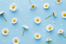 Daisy Pattern. Flat Lay Spring And Summer Chamomile Flowers On A Blue Background. Repetition Concept. Top View