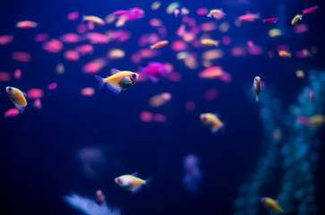 Sticker - Many small fish Ornatus in a dark aquarium. Ternary in the Aquarium. Horizontal photo.