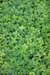 green leaf groundcover